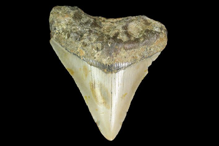 Fossil Megalodon Tooth - North Carolina #130047